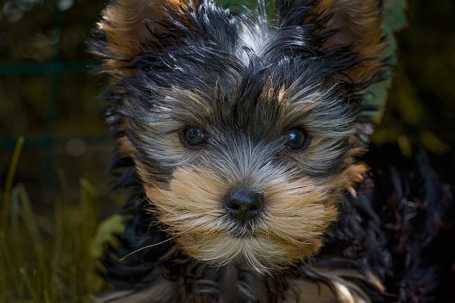犬の胃捻転（胃拡張・胃捻転症候群）とは？緊急症状と治療費