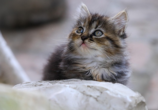 猫の腎臓病ステージ別の治療・費用の目安（IRIS分類に基づく解説）