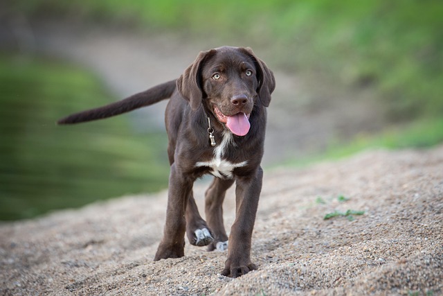 犬の皮膚腫瘍（できもの・イボ）の種類・治療費と悪性かの見分け方
