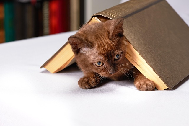 【リライト】猫の呼吸困難・呼吸が速い原因と緊急受診のタイミング