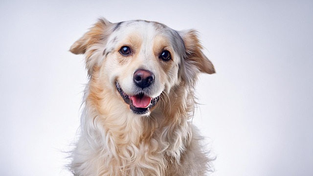 犬の子宮蓄膿症とは？症状・手術費用・緊急性と避妊手術との関係
