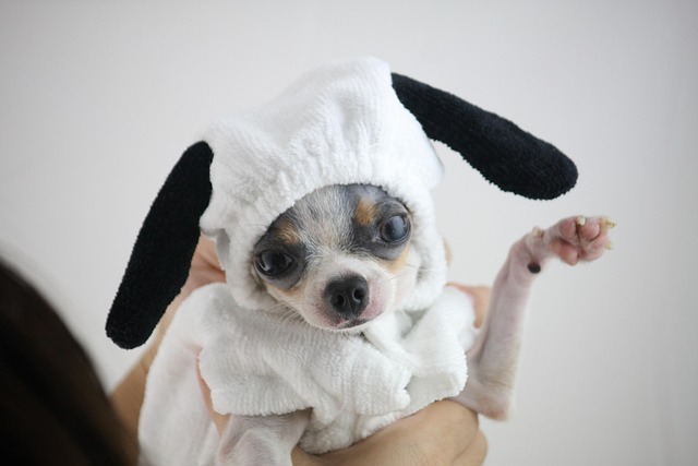 犬の股関節形成不全とは？症状・手術費用・日常ケアのポイント