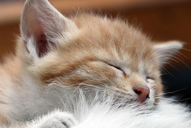 猫の角膜炎・角膜潰瘍とは？症状・治療費・目のケア方法
