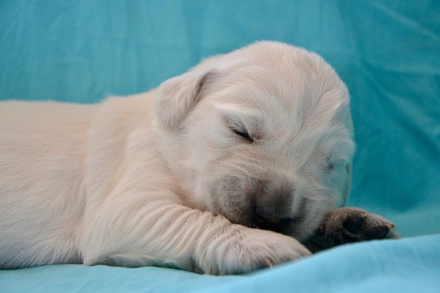 犬の皮膚炎（膿皮症・脂漏症）とは？症状・治療費・シャンプー療法