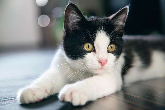 猫のワクチン副反応とは？症状・対処法・重篤な反応の見分け方