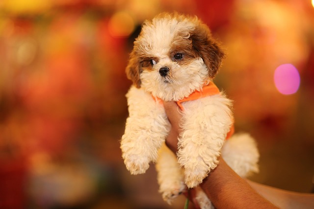 犬の鼻炎・副鼻腔炎とは？症状・原因・治療費を解説
