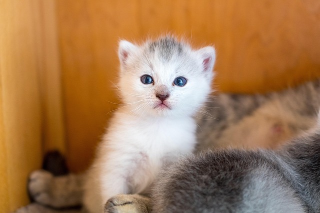 【リライト】猫のノミ・ダニ対策と予防薬の費用・室内猫にも必要な理由