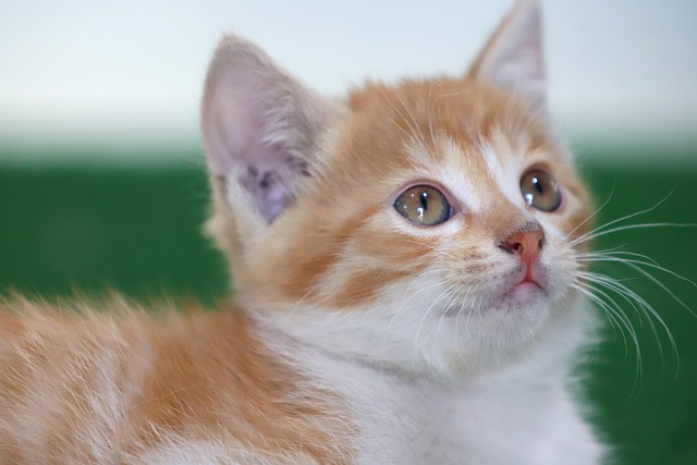 猫の定期健診で確認すること｜シニア猫・成猫・子猫別の検査項目と費用