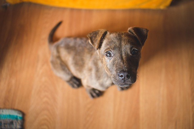 犬の問題行動（吠える・噛む・トイレの失敗）の原因と対処法