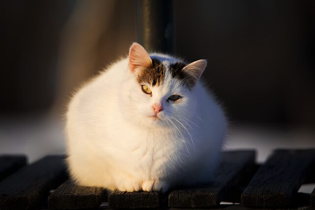 猫の多頭飼いで気をつけること｜相性・スペース・医療費の考え方