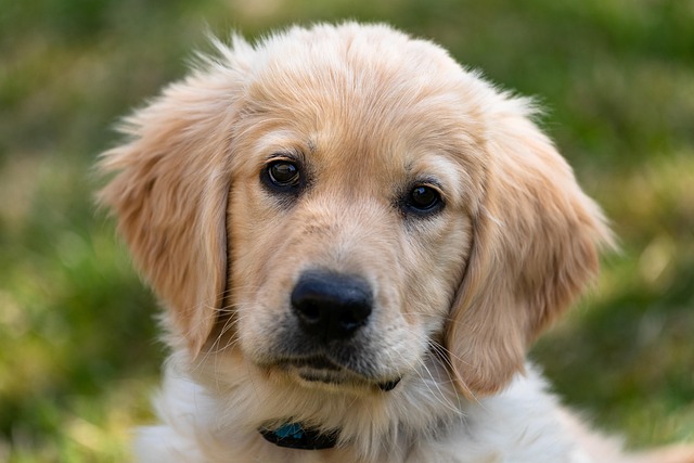 犬の皮膚掻爬検査・細胞診とは？どんな疾患でするの？費用は？