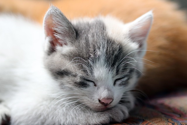 猫の食物アレルギーとは？症状・診断・除去食試験の方法