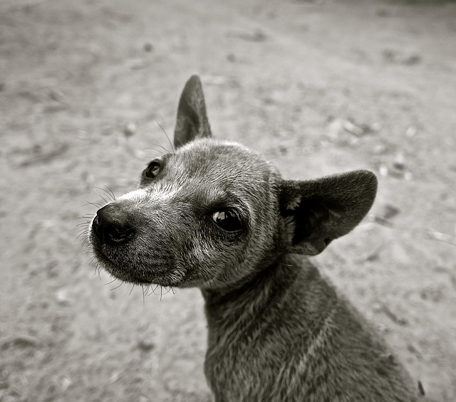 犬の眼疾患まとめ｜結膜炎・角膜炎・緑内障・白内障の違いと受診のポイント