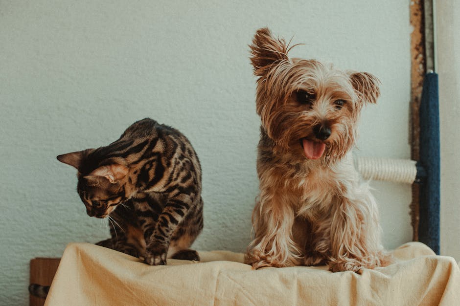 持病のある犬猫もペット保険に入れる?