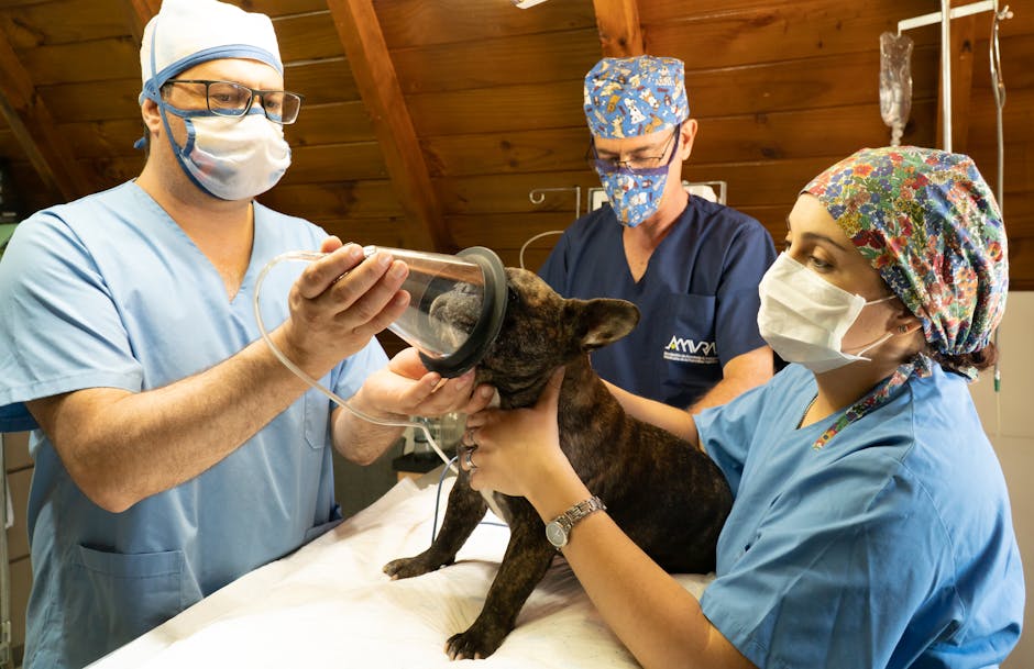 犬の歯石除去費用2025年最新版!保険適用と自費の賢い選び方