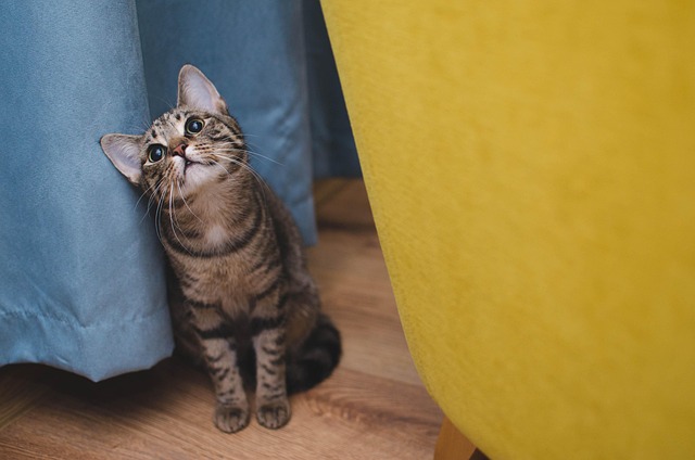 室内猫がかかりやすい病気と予防方法を獣医師が解説