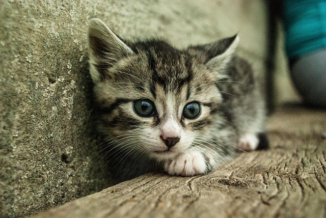 猫の肥大型心筋症（HCM）とは？症状・治療費・定期検診の重要性