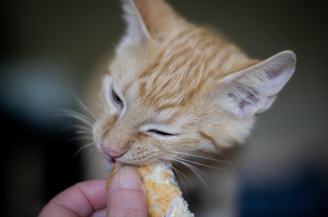 猫の爪切り・グルーミングの基本と嫌がる猫への慣らし方