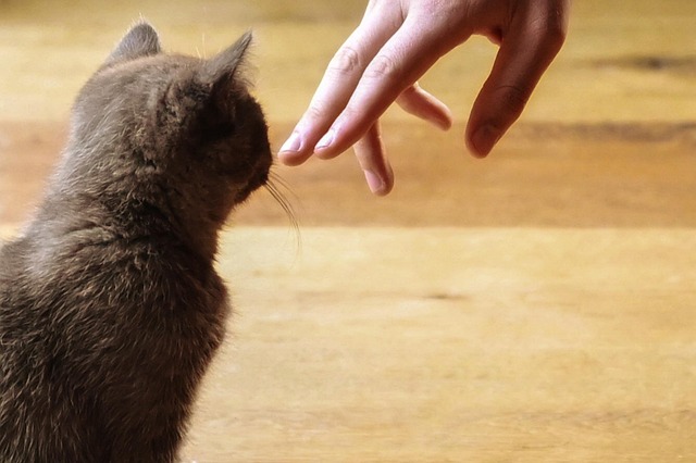 猫の泌尿器疾患の治療費と保険カバー