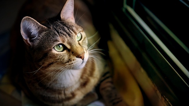 子猫の予防接種費用と保険選び
