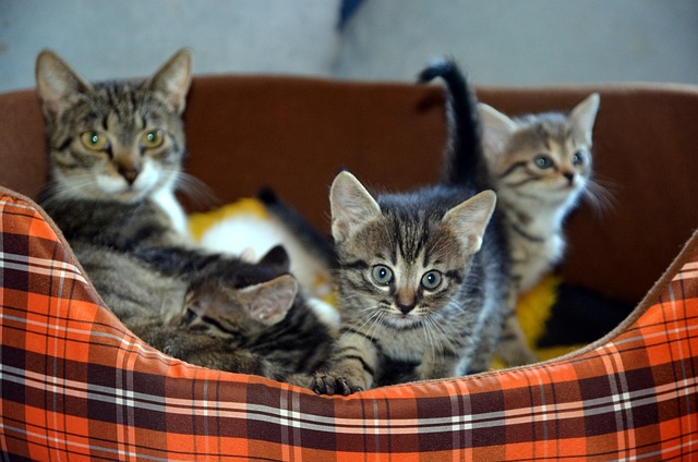 猫の尿石症は防げる！予防と症状の見分け方