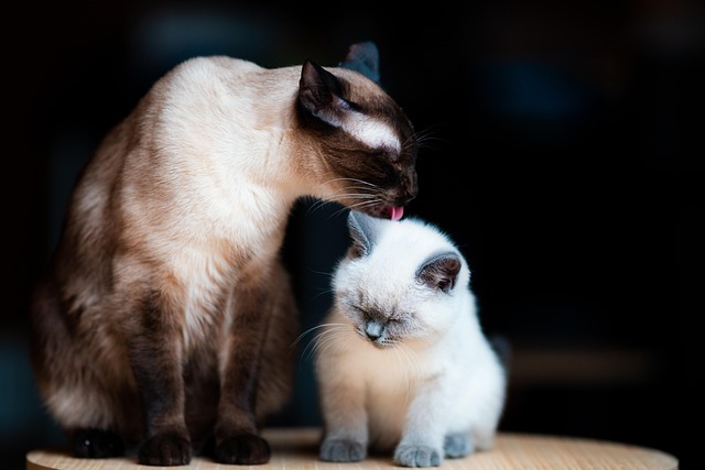 シニア猫の健康管理と生活環境の整え方【10歳以上の猫の飼い主必読】