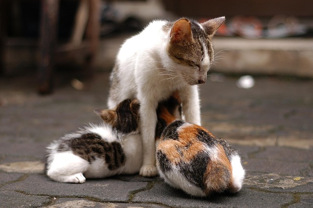 子猫の初期費用と予防接種|いくらかかる？