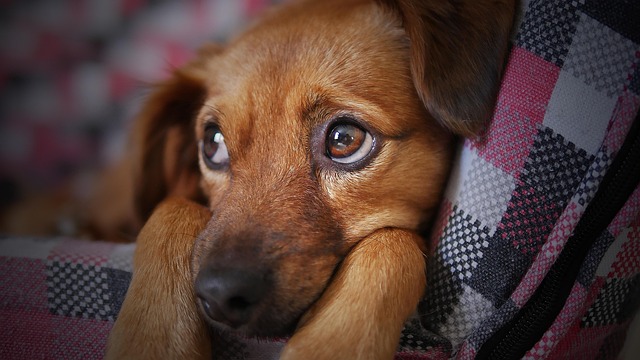 子犬の予防接種スケジュールと費用