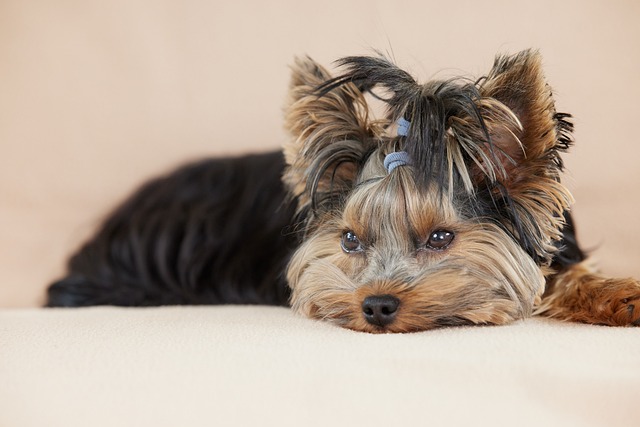 犬の健康管理