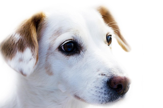 持病のある犬猫向けペット保険の選び方