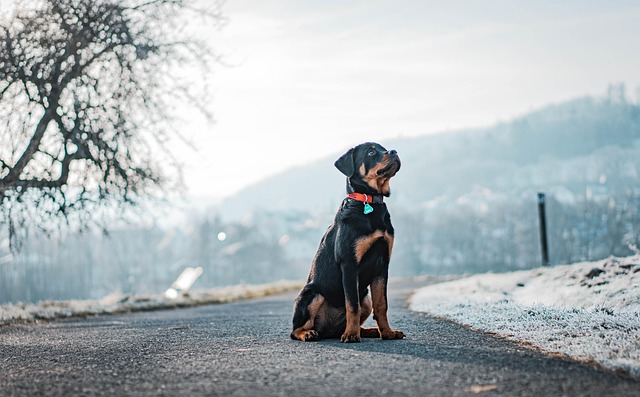 犬の皮膚病治療費はペット保険で補償される？
