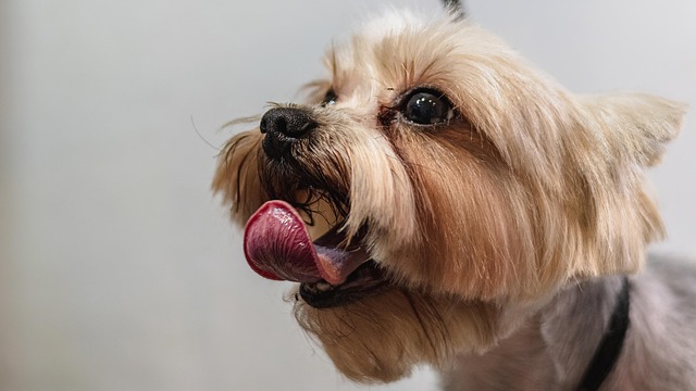 犬のがん治療費とペット保険
