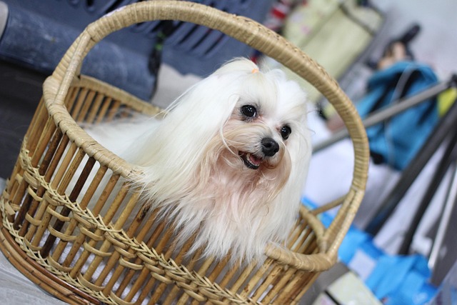 小型犬の関節炎治療費相場と保険対応