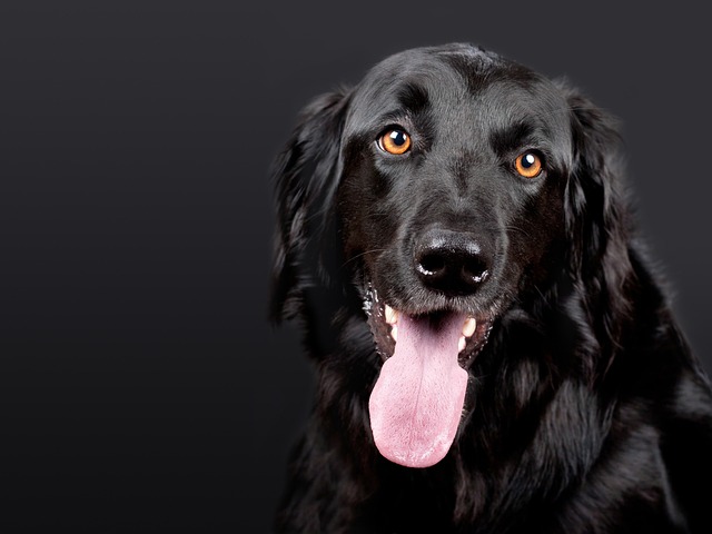 犬の健康管理