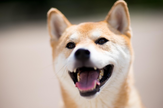老犬向けペット保険の選び方