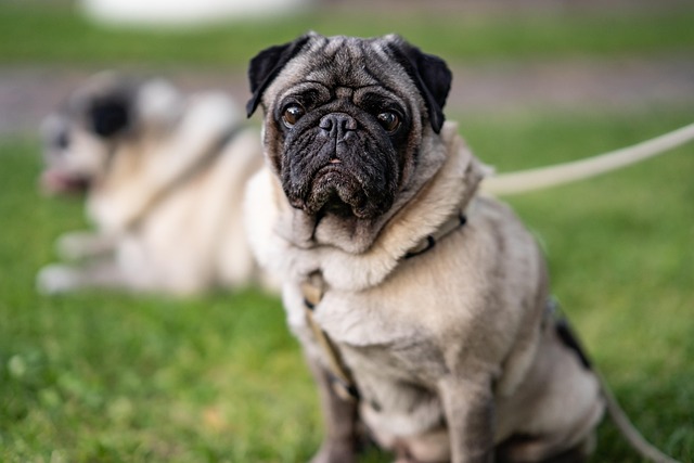 持病のある犬でもペット保険に加入できる？