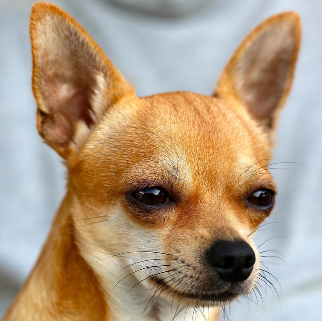 犬が突然食欲がない…原因と対処法・すぐ病院に行くべきサインを