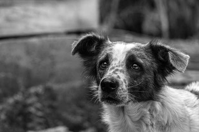 子犬のうちから入るべき？ペット保険の加入タイミング