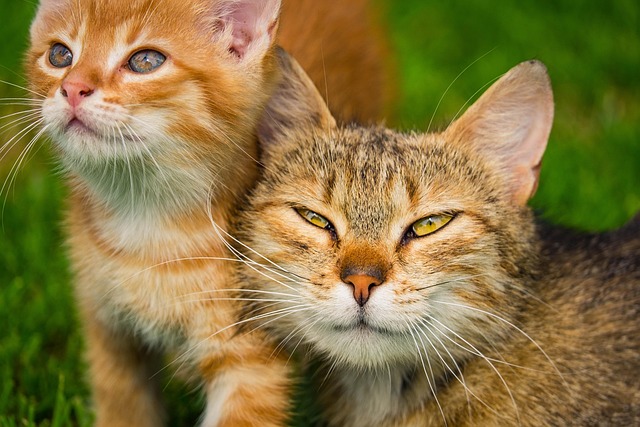 猫が罹りやすい病気と予防法｜治療費の目安