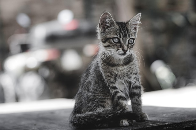 多頭飼いでのペット保険の考え方・割引・まとめての加入のポイン