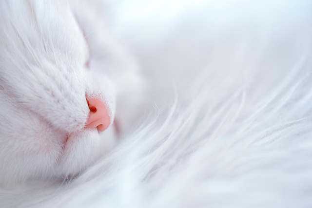 室内猫を一人暮らしで飼うならペット保険は必要？