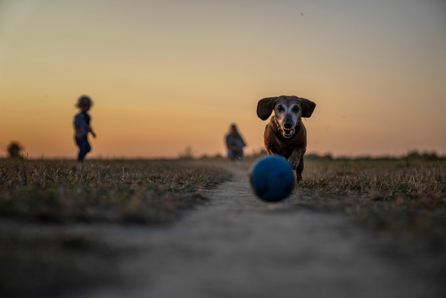 老犬