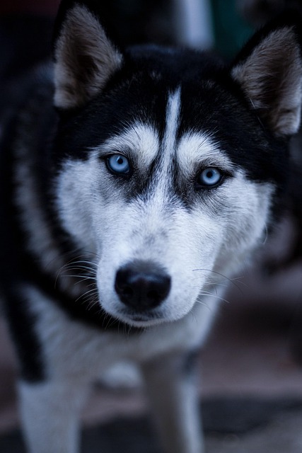 犬
