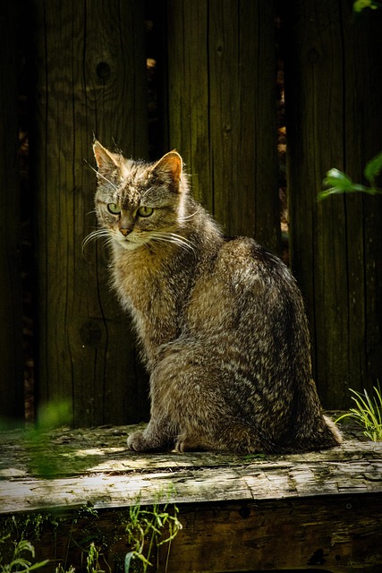 ペット保険の比較ポイント｜犬種・猫種別に注意すべき補償の違い