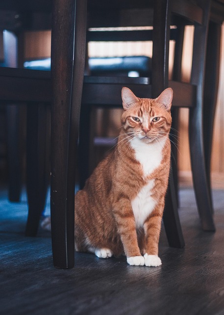 猫の慢性腎臓病（慢性腎不全）の症状・治療費・ペット保険まとめ