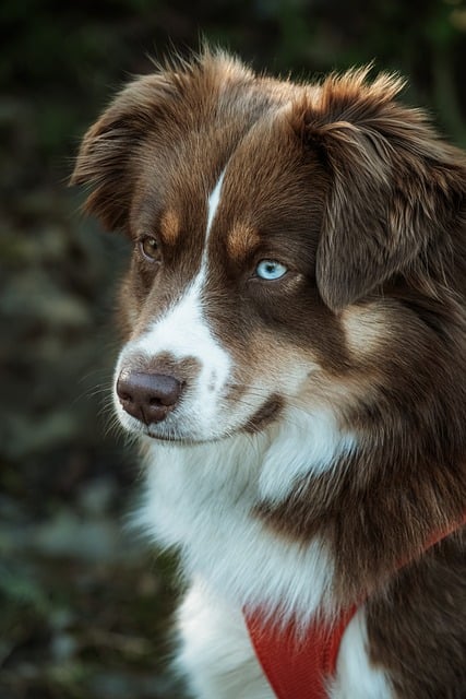 犬