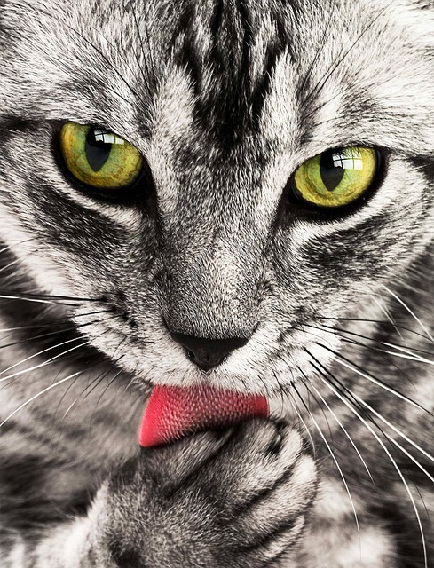 猫