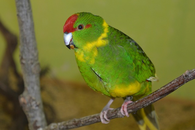 インコ