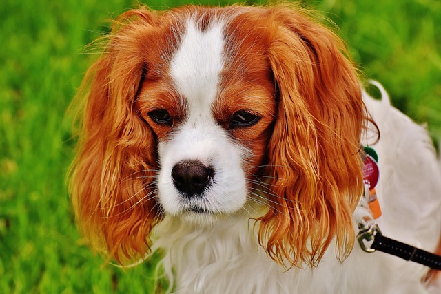 犬