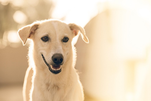 犬